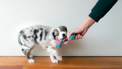 Puppy playing with toy for moder. First teeth. Toothache. Canine training. Owner playing with his...