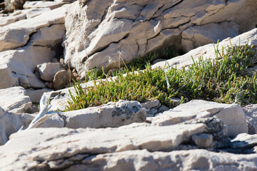 Common glasswort plant, Salicornia europaea, edible coastal plant with green aromatic leaves, growing on the rock by the Adriatic sea, Croatia