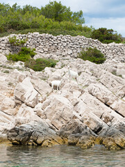 White goat on a rough rocky terrain, on a small islet by the sea, in Dalmatia, Croatia
