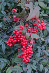 red berries on a bush