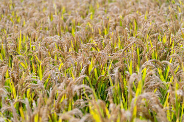 Golden rice field in autumn