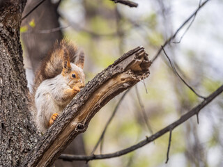 The squirrel sits on a branches in the spring or summer.