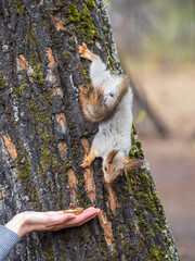 A woman feeding a squirrel in the summer park