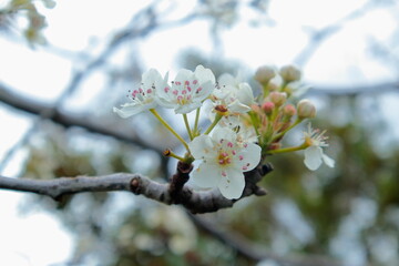 blooming tree