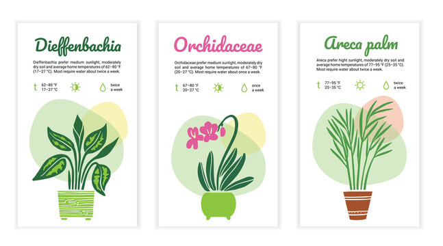 Home plant care instructions template set. Dieffenbachia, Orchid, Areca palm. Label, card, reminder for flower lovers and for flower shop. Vector illustration on white background.