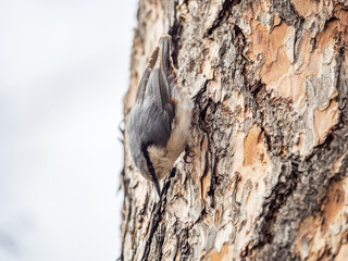 Eurasian nuthatch or wood nuthatch, lat. Sitta europaea, sitting on a tree trunk with a blurred background.