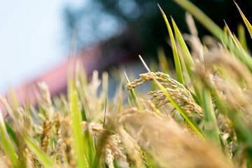 Golden rice field in autumn