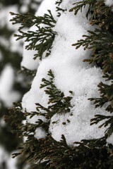 evergreen bush covered in snow