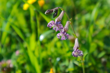 Adonis wild flowers.
