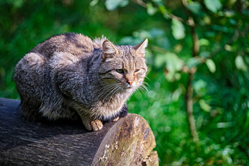 Obraz premium Europäische Wildkatze oder Waldkatze ( Felis silvestris ).
