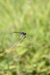 closeup the beautiful dark blue dragonfly hold and sitting on tree branch over out of focus green background.