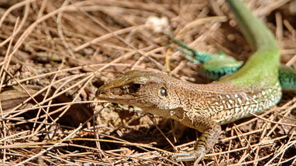 Close up of a lizard on the ground in a city park in Fort Lauderdale, Florida, USA
