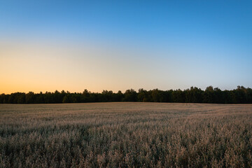 Obraz premium Sunset and white field with plants.