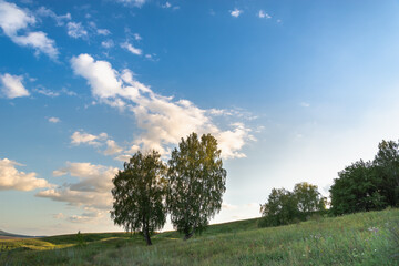 Obraz premium Two birches on a green hill.