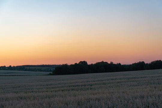 Sunset and white field with plants. © Ilya