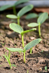 closeup the bunch ripe green round gourd vine plant seedling and soil heap in the farm soft focus natural green brown background.