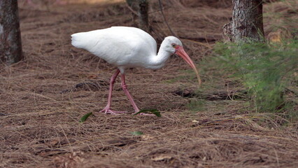 American white ibis (Eudocimus albus) in a city park in Fort Lauderdale, Florida, USA