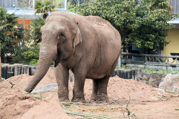 A close up of an Elephant