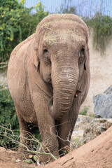 Fototapeta premium A close up of an Elephant