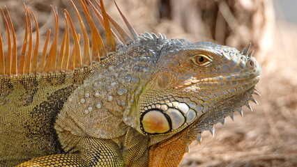 Obraz premium Close up of a green iguana in a city park in Fort Lauderdale, Florida, USA