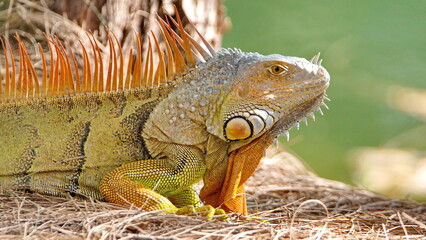 Close up of a green iguana in a city park in Fort Lauderdale, Florida, USA