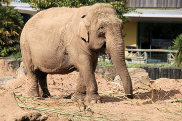 Naklejka premium A close up of an Elephant