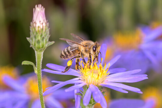 Bee - Apis mellifera - pollinates rice button aster or bushy aster - Aster Domusus