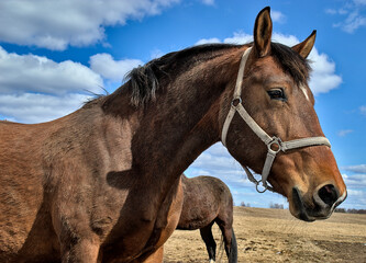 Obraz premium portrait of a horse