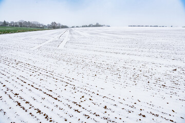 Fototapeta na wymiar Semis de de lin dans un champ recouvert de neige suite à la vague de froid du 1er avril 2022 sur le Nord de la France