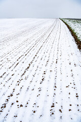 Semis de de lin dans un champ recouvert de neige suite à la vague de froid du 1er avril 2022 sur le Nord de la France
