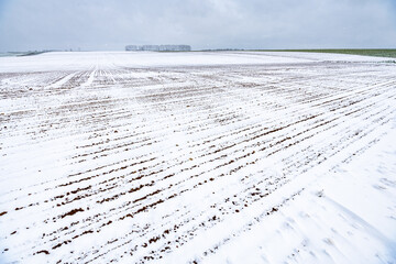 Semis de de lin dans un champ recouvert de neige suite à la vague de froid du 1er avril 2022 sur...