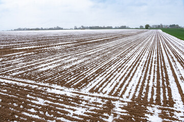 Semis de de lin dans un champ recouvert de neige suite à la vague de froid du 1er avril 2022 sur le Nord de la France