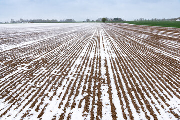 Semis de de lin dans un champ recouvert de neige suite à la vague de froid du 1er avril 2022 sur...