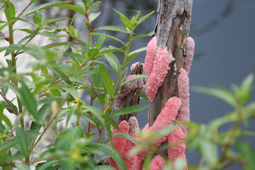 pink and yellow flowers
