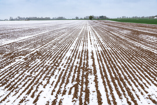 Semis de de lin dans un champ recouvert de neige suite &agrave; la vague de froid du 1er avril 2022 sur le Nord de la France