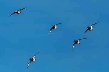 Group of Ring-necked Ducks (Aythya collaris) in Flight