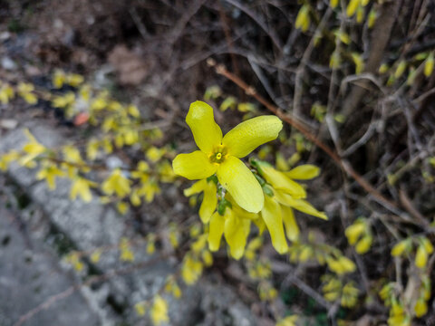 Yellow Border Forsythia In The Spring