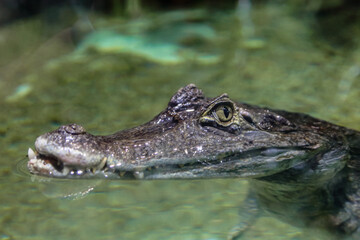American alligator in the river