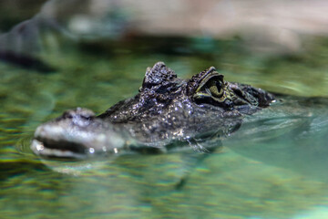 alligator in the water
