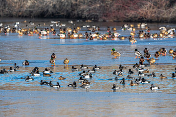 Pond in Winter with Migrating Ducks