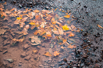 autumn in the forest