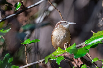Perching Carolina Wren (Thryothorus ludovicianus)