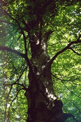 Fototapeta premium nacedero arbol 