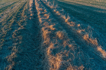 the old road crossing the fields in spring