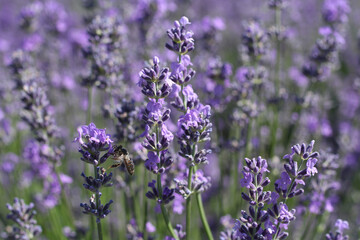 A bee collects nectar on lavender flowers on a sunny summer day. Closeup