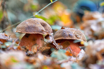 mushroom in the forest