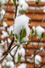 Schnee auf den Bl&uuml;ten
