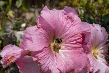 Bourdon dans une Rose trémière mauve