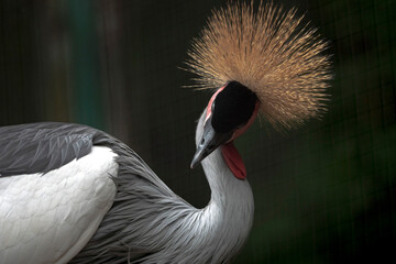 grey crowned crane showing his beauty