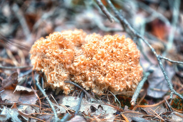 mushroom in the forest